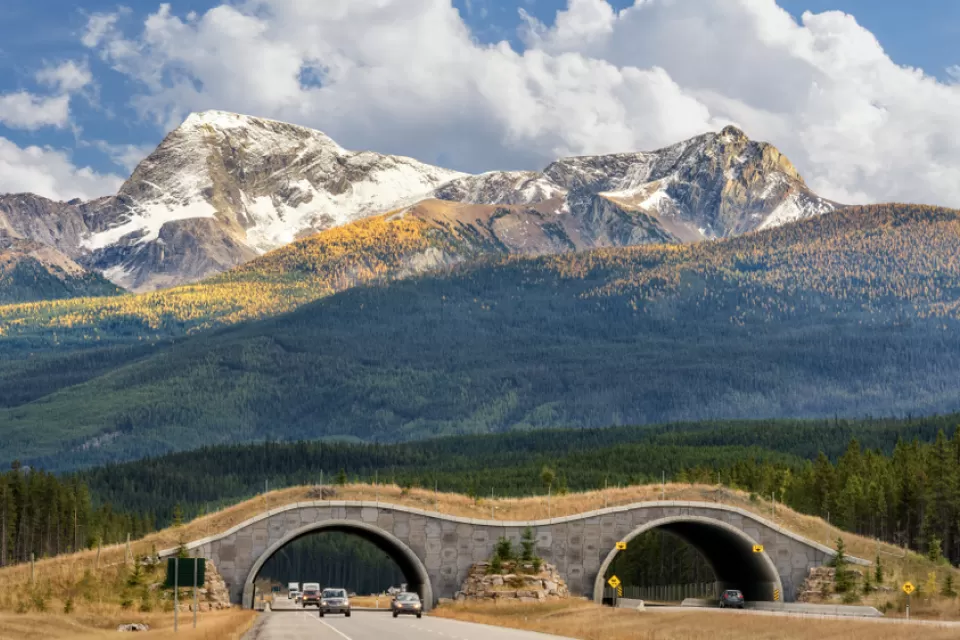 Wildlife crossing bridge over roadway in Banff, Canada with snow-topped mountains in background